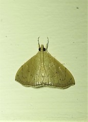 Hyalobathra crenulata