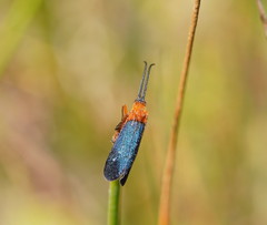 Plectrotarsus gravenhorsti