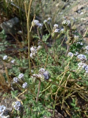 Phacelia sanzinii