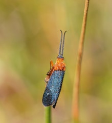 Plectrotarsus gravenhorsti