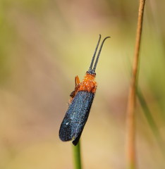 Plectrotarsus gravenhorsti