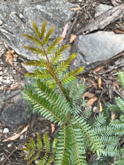 Acacia terminalis