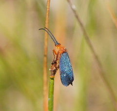 Plectrotarsus gravenhorsti