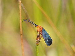 Plectrotarsus gravenhorsti