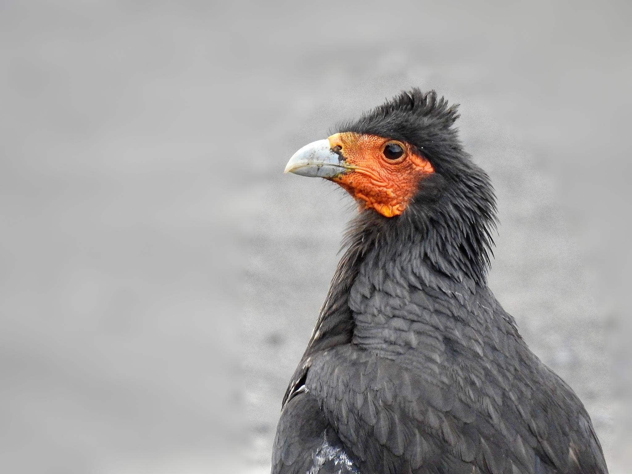 Carunculated Caracara illustration