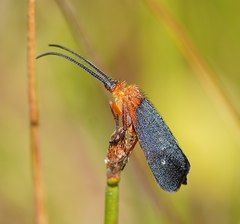 Plectrotarsus gravenhorsti
