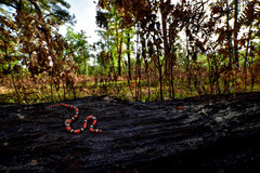 Lampropeltis elapsoides