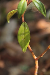 Peperomia angularis