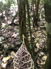 Aristolochia cordiflora