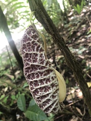 Aristolochia cordiflora