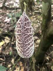 Aristolochia cordiflora