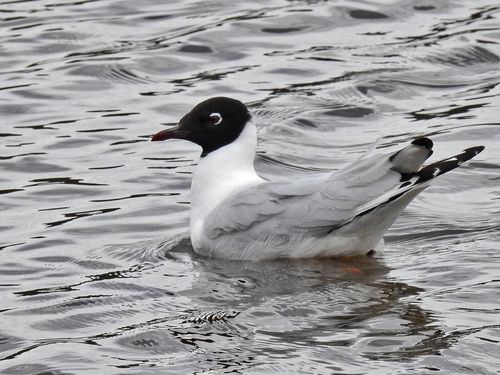 Andean Gull｜安第斯鸥 参考照片