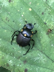 Canthon septemmaculatus