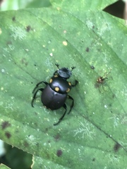 Canthon septemmaculatus