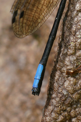 Argia underwoodi