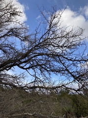 Pseudoziziphus parryi