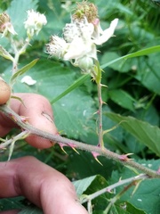 Rubus grabowskii