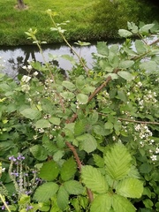 Rubus grabowskii