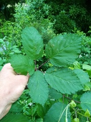 Rubus grabowskii