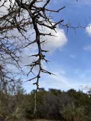 Pseudoziziphus parryi