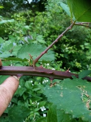 Rubus grabowskii