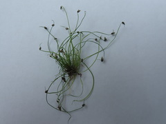 Isolepis sepulcralis