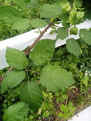 Rubus grabowskii