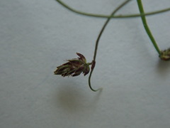 Isolepis sepulcralis