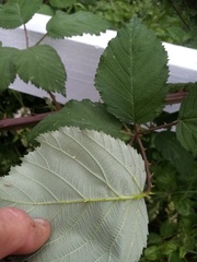 Rubus grabowskii