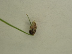 Isolepis sepulcralis