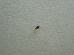 Isolepis sepulcralis