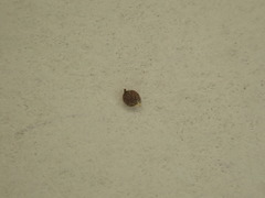 Isolepis sepulcralis