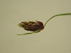 Isolepis sepulcralis