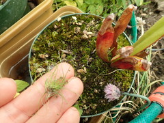 Isolepis sepulcralis