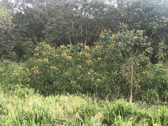 Senna reticulata