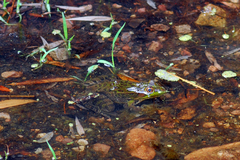 Lithobates chiricahuensis