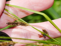 Carex solandri