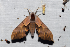 Smerinthus saliceti