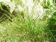 Carex solandri