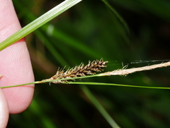 Carex solandri