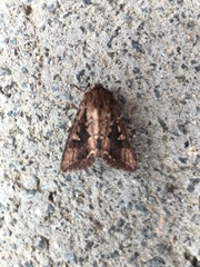 Dasygaster ligniplena