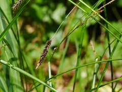 Carex solandri