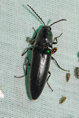 Orthostethus pectinicornis