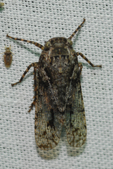Alphina glauca