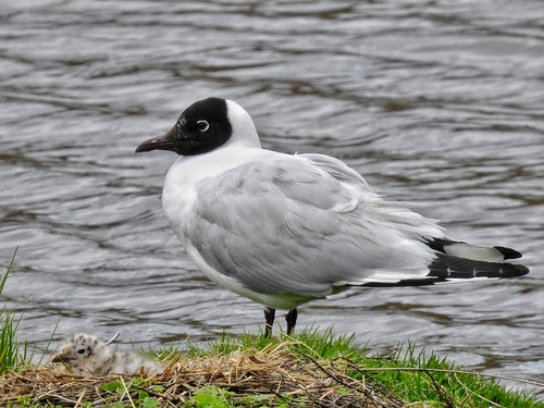 Andean Gull｜安第斯鸥 参考照片