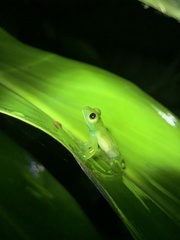 Espadarana prosoblepon