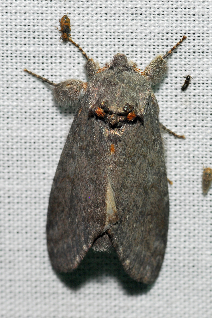 Macrurocampa ruficornis