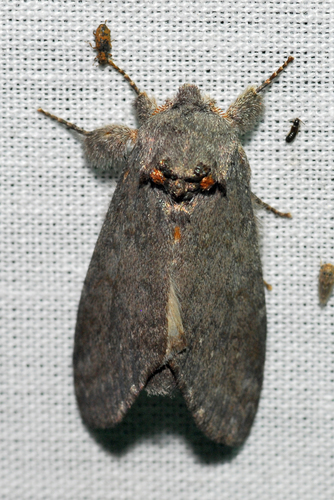Macrurocampa ruficornis