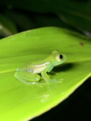 Espadarana prosoblepon