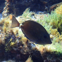 Prionurus maculatus